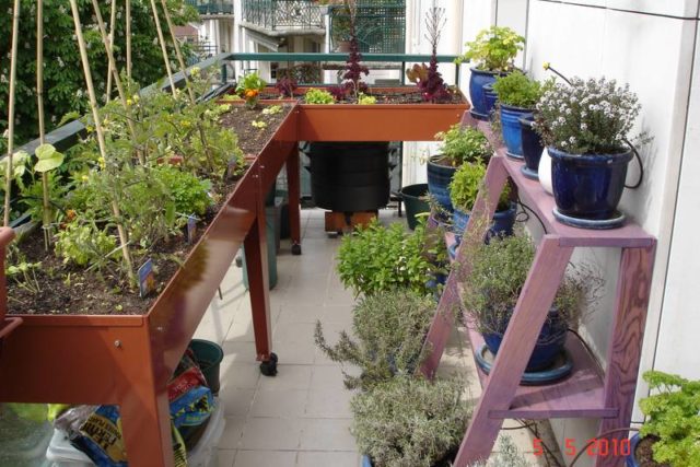Potager sur un balcon - Un potager bio sur mon balcon
