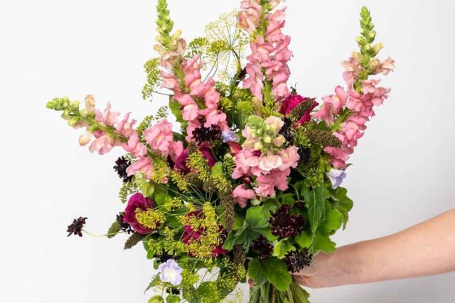 Fleurs bio : Fleurs d'ici