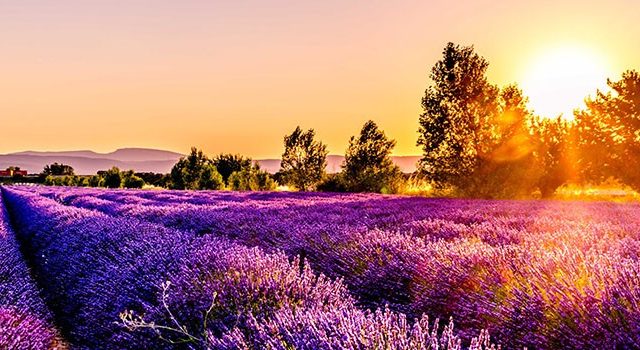 Huiles essentielles bio - Blue Provence