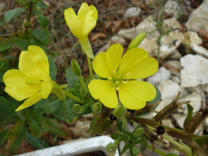 Huile d'onagre bio - Oléonagre