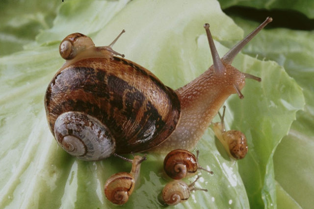 Mademoiselle Agathe - Helicitherapie