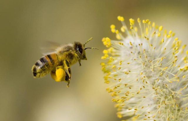 abeille biodiversité