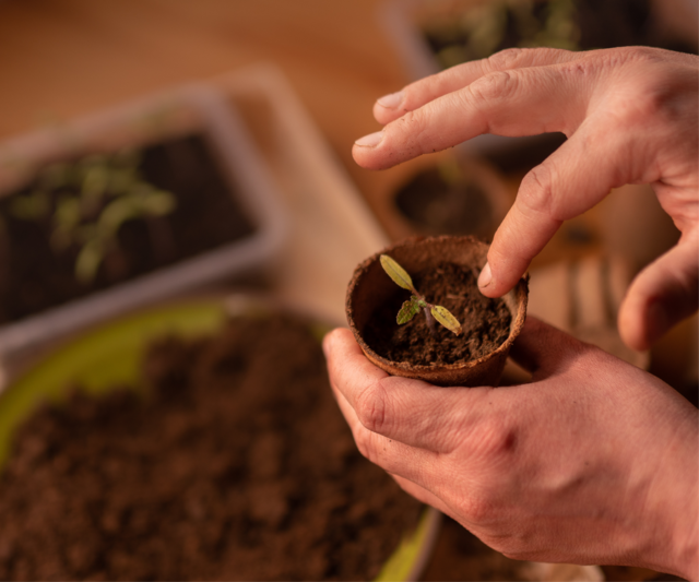 Des mains cultivent une plante en pratiquant l'agriculture durable.